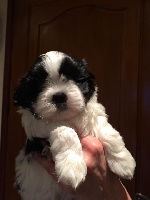 du Domaine De Pleione - Shih Tzu - Portée née le 19/09/2015